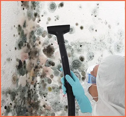 Expert Miami Restoration Miami, FL 786-314-7307 - content-mold