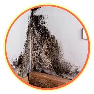 Expert Miami Restoration, Miami, FL 786-314-7307 Expert Miami Restoration, Miami, FL 786-314-7307